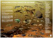 Les poissons d'eau douce de Guyane en grand format (nouvelle fenêtre)