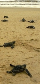 Émergence de petites tortues luth rejoignant l'océan