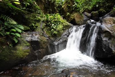 Chutes Tibourou, Biotope, 2014