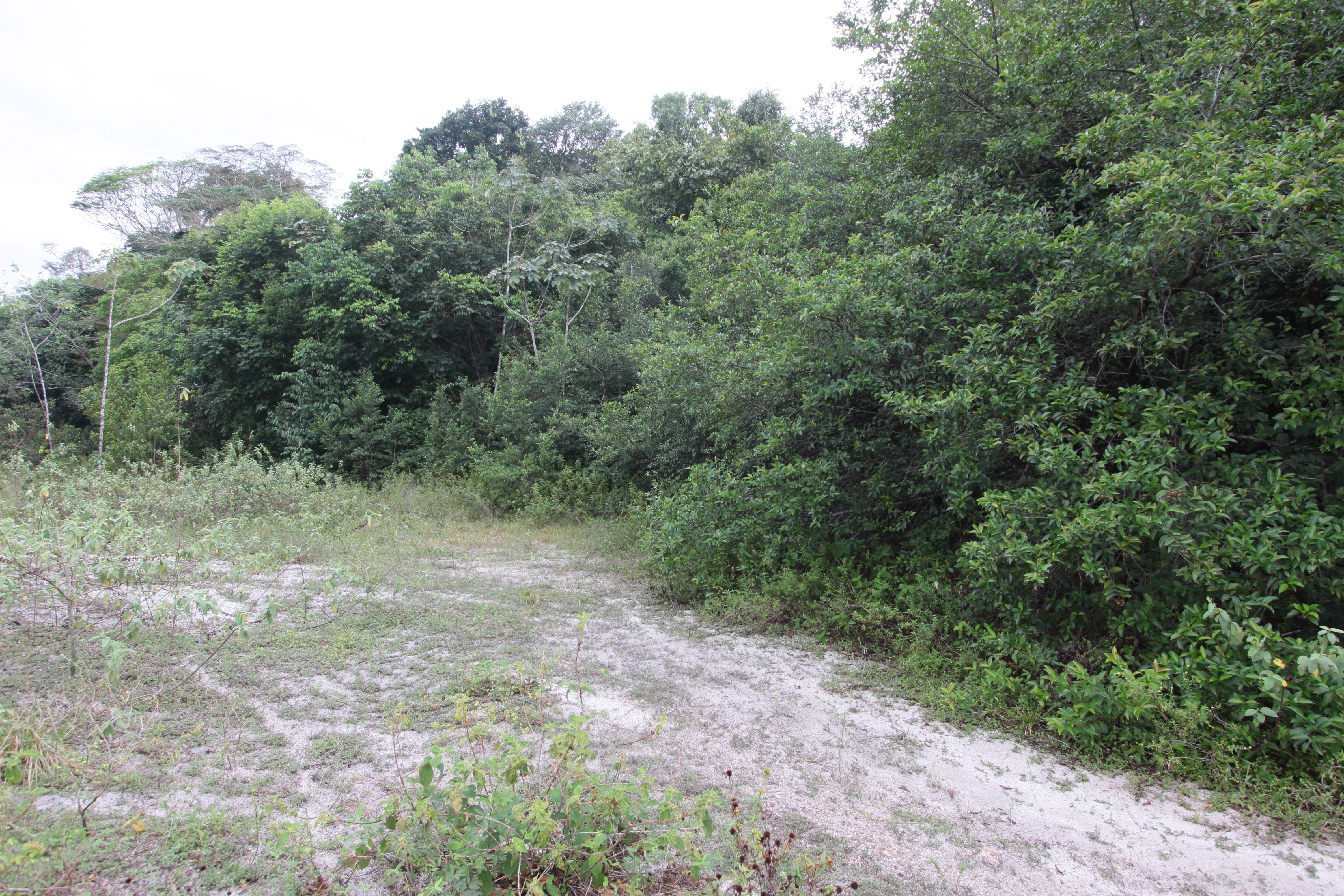 Forêt sur sables blancs / DEAL
