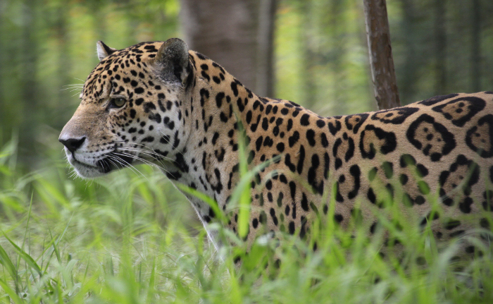 Jaguar / Biotope
