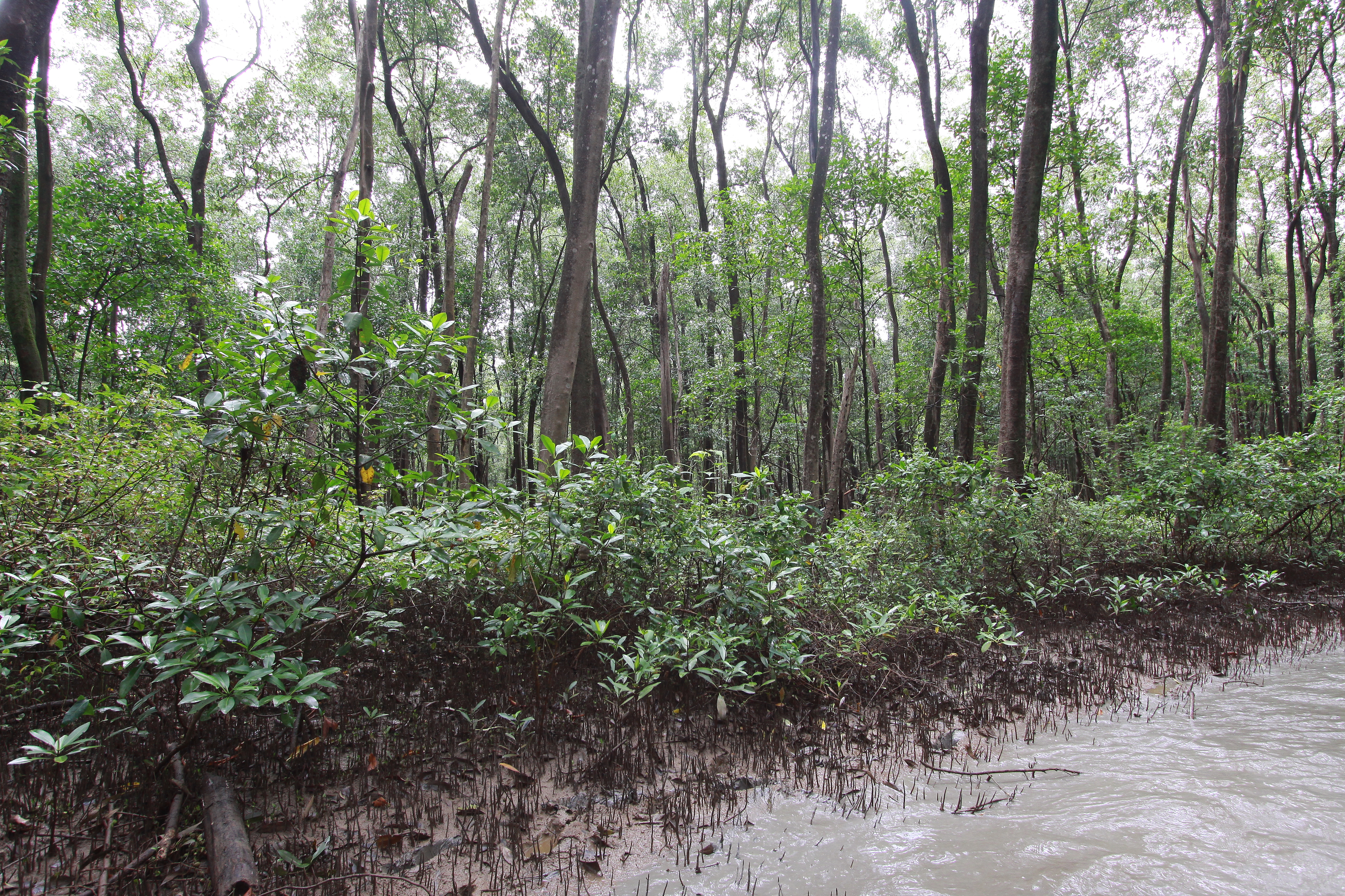 Mangrove / DEAL