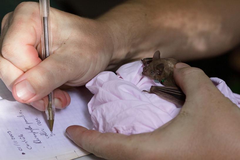 Marquage de chauve-souris / © Biotope