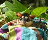 Philander opossum, le quatre-yeux, au moment du lâcher / M. Poux - DEAL Guyane