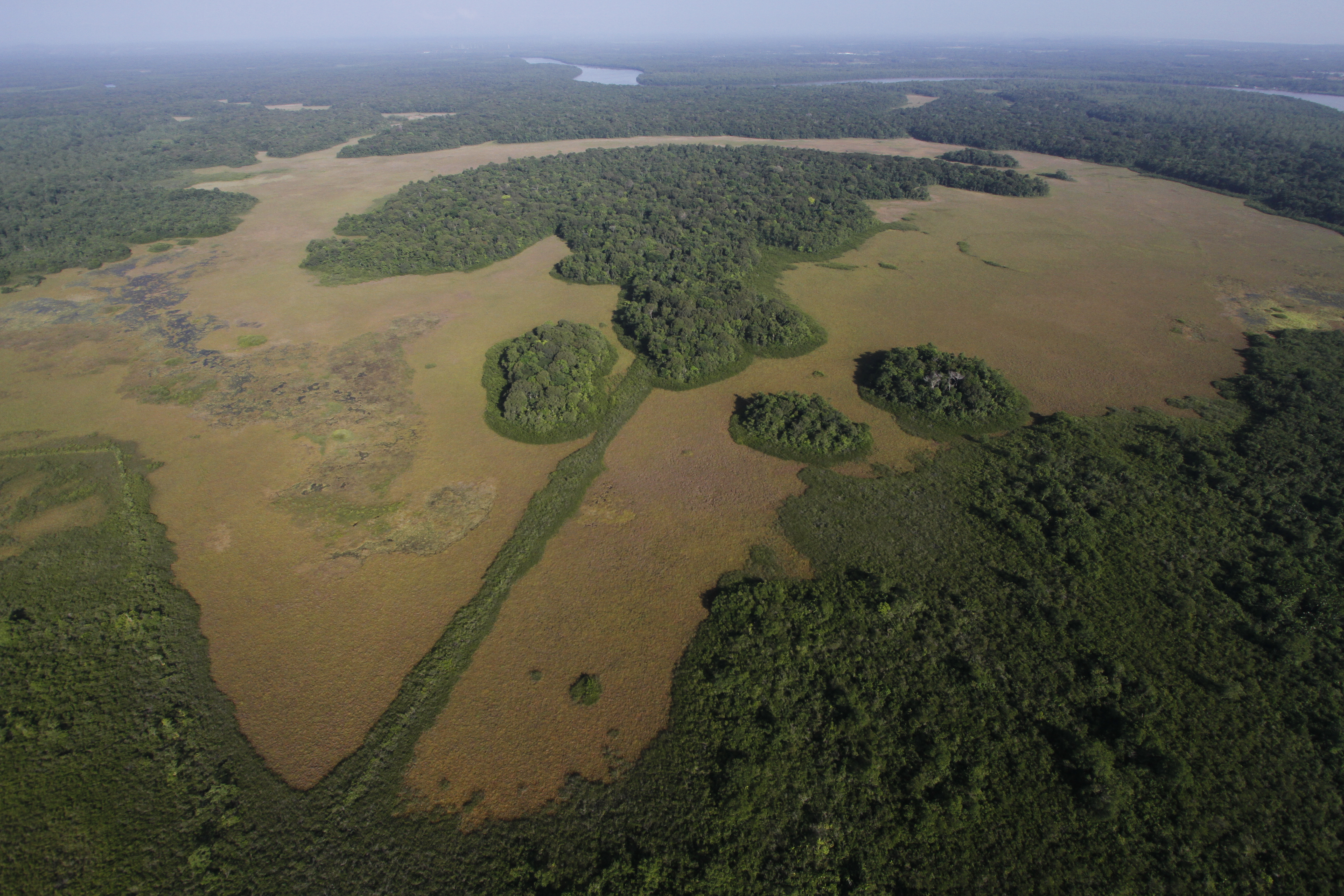 Savane du Petit Cayenne . Biotope