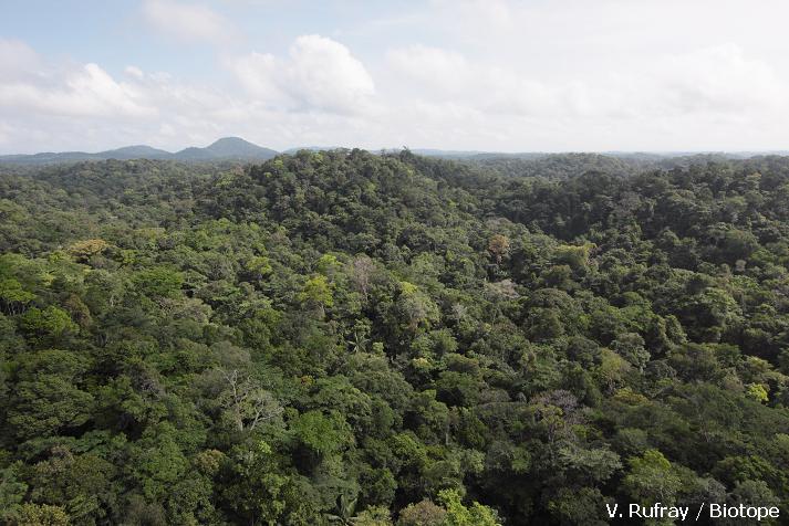 L'immense forêt guyanaise