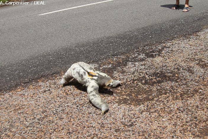 La route, un obstacle dangereux pour la faune