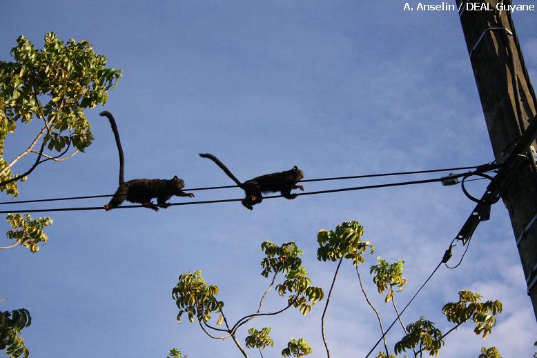 Des tamarins en ville