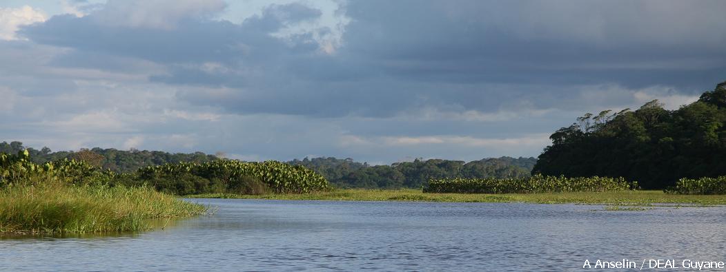 Les marais de Kaw, vaste zone humide
