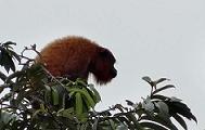 Singe hurleur roux (Alouatta maconnelli)