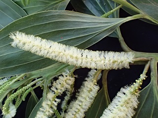 Inflorescence (source DGTM 2020)