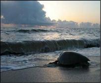 Tortue verte / DEAL Guyane