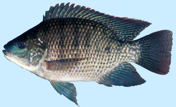 Tilapia Bleu (source : Howard Jelks)