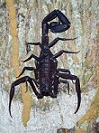 Tityus obscurus
