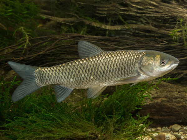 Carpe amour (source : https://www.aquafood.co.uk)