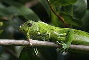 Iguane vert / A. Anselin - DEAL Guyane