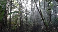 Forêt inondée - M. Poux - DEAL Guyane