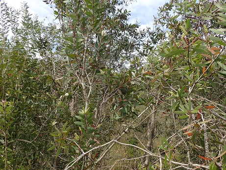 Bosquet (source DGTM 2020)