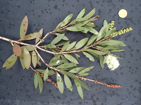 Extrémité de branche, inflorescence et fruits 