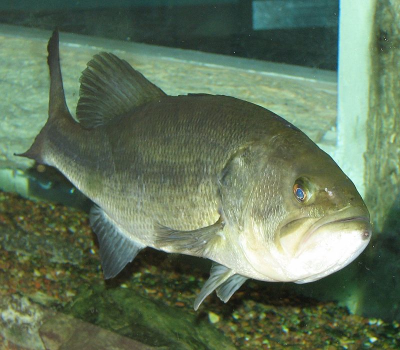 Blackbass (source : http://especes-exotiques-envahissantes.fr)