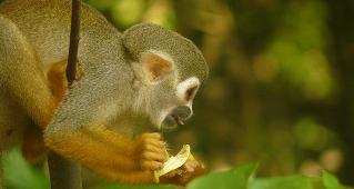 Singe écurueil / M. Poux - DEAL Guyane