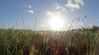 Savane au coucher du soleil - M. Poux / DEAL Guyane