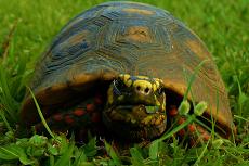 Tortue charbonnière, inscrite à l'annexe II