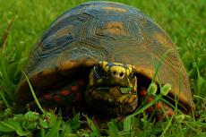 Tortue charbonnière, inscrite à l'annexe II