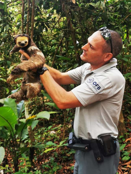 Relaché d'un paresseux dans son milieu naturel