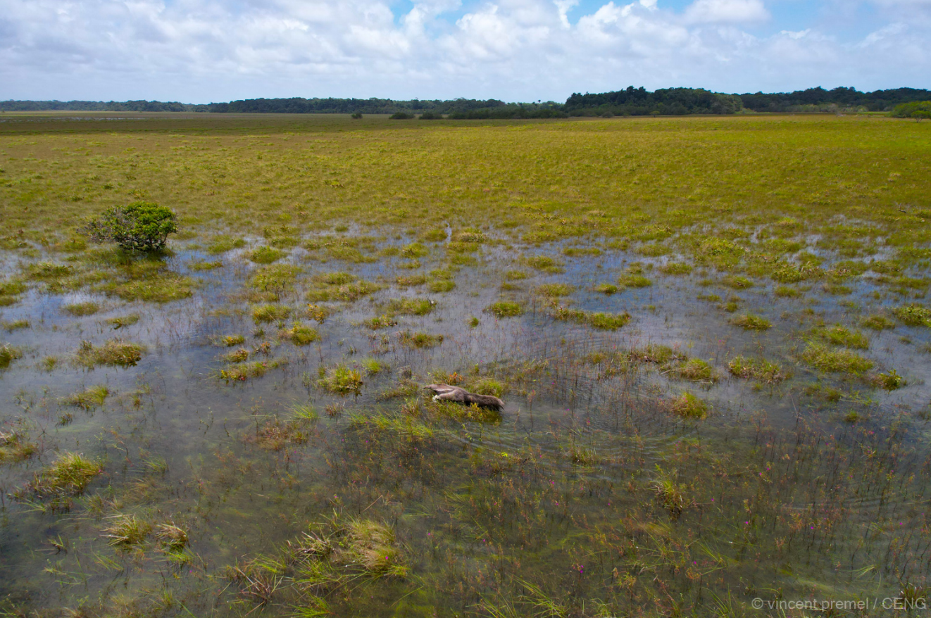 Tamanoir sur une savane de Guyane, Vincent Prémel/CEN Guyane